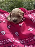 Annie Oakley, a female Goldendoodle for sale in Burley, ID – Photo 1 of 6