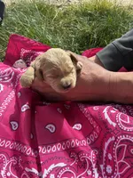 Annie Oakley, a female Goldendoodle for sale in Burley, ID – Photo 5 of 6