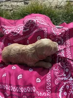 Annie Oakley, a female Goldendoodle for sale in Burley, ID – Photo 6 of 6