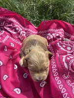Annie Oakley, a female Goldendoodle for sale in Burley, ID – Photo 3 of 6