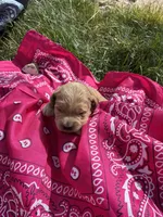 Annie Oakley, a female Goldendoodle for sale in Burley, ID – Photo 4 of 6