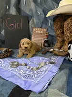Annie Oakley, a female Goldendoodle for sale in Burley, ID – 2 of 3