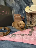 Miss Kitty, a female Goldendoodle for sale in Burley, ID – 2 of 3