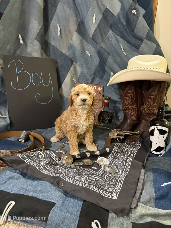 Butch Cassidy – Goldendoodle puppy for sale in Burley, ID