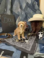 Butch Cassidy, a male Goldendoodle for sale in Burley, ID – 1 of 3