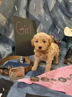 Miss Kitty, a female Goldendoodle for sale in Burley, ID – 1 of 3