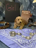 Annie Oakley, a female Goldendoodle for sale in Burley, ID – 1 of 3