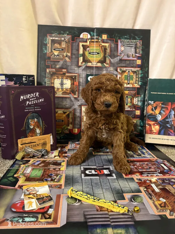 Colonel Mustard – Miniature Goldendoodle puppy for sale in Burley, ID