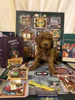 Colonel Mustard, a male Miniature Goldendoodle for sale in Burley, ID – Photo 1 of 4