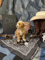 Butch Cassidy, a male Goldendoodle for sale in Burley, ID – 3 of 3