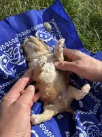 Butch Cassidy, a male Goldendoodle for sale in Burley, ID – Photo 5 of 7