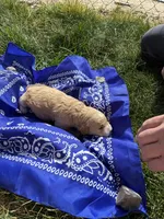 Butch Cassidy, a male Goldendoodle for sale in Burley, ID – Photo 7 of 7