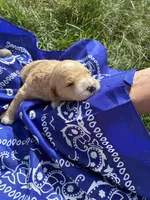 Butch Cassidy, a male Goldendoodle for sale in Burley, ID – Photo 4 of 7