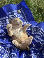 Butch Cassidy, a male Goldendoodle for sale in Burley, ID – Photo 6 of 7