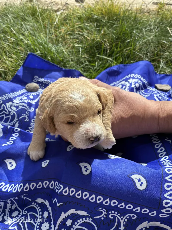 Butch Cassidy – Goldendoodle puppy for sale in Burley, ID