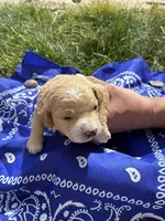 Butch Cassidy, a male Goldendoodle for sale in Burley, ID – Photo 1 of 7