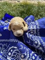 Butch Cassidy, a male Goldendoodle for sale in Burley, ID – Photo 3 of 7