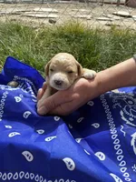 Butch Cassidy, a male Goldendoodle for sale in Burley, ID – Photo 2 of 7
