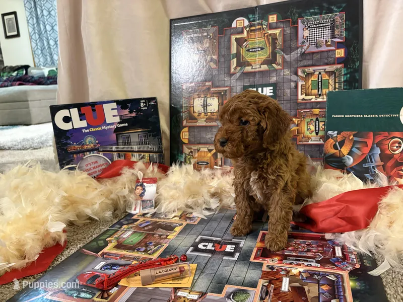 Miss Scarlett  – Miniature Goldendoodle puppy for sale in Burley, ID