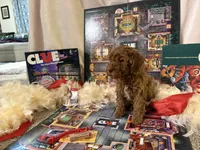 Miss Scarlett , a female Miniature Goldendoodle for sale in Burley, ID – Photo 1 of 5