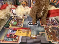 Miss Scarlett , a female Miniature Goldendoodle for sale in Burley, ID – Photo 4 of 5