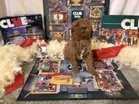 Miss Scarlett , a female Miniature Goldendoodle for sale in Burley, ID – Photo 3 of 5