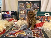 Miss Scarlett , a female Miniature Goldendoodle for sale in Burley, ID – Photo 5 of 5