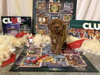 Miss Scarlett , a female Miniature Goldendoodle for sale in Burley, ID – Photo 2 of 5