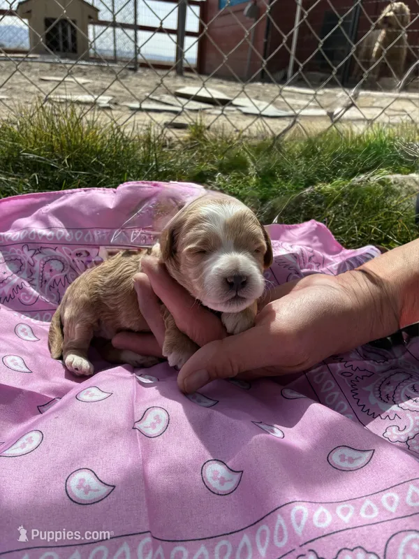 Miss Kitty – Goldendoodle puppy for sale in Burley, ID
