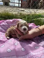 Miss Kitty, a female Goldendoodle for sale in Burley, ID – Photo 1 of 6