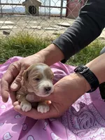 Miss Kitty, a female Goldendoodle for sale in Burley, ID – Photo 2 of 6