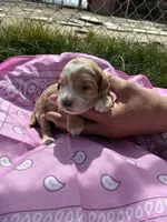 Miss Kitty, a female Goldendoodle for sale in Burley, ID – Photo 3 of 6