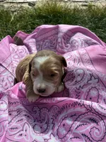 Miss Kitty, a female Goldendoodle for sale in Burley, ID – Photo 6 of 6