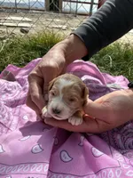 Miss Kitty, a female Goldendoodle for sale in Burley, ID – Photo 4 of 6