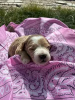Miss Kitty, a female Goldendoodle for sale in Burley, ID – Photo 5 of 6