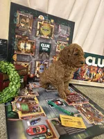 Mr Green, a male Miniature Goldendoodle for sale in Burley, ID – Photo 4 of 4