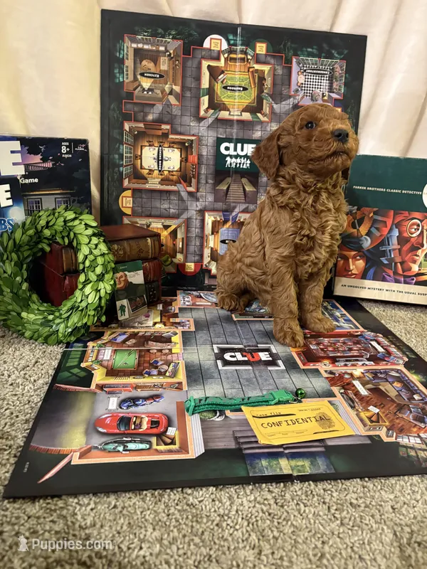 Mr Green – Miniature Goldendoodle puppy for sale in Burley, ID