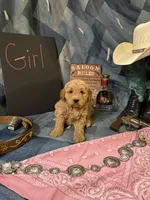 Miss Kitty, a female Goldendoodle for sale in Burley, ID – 3 of 3