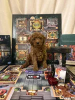 Professor Plum, a male Miniature Goldendoodle for sale in Burley, ID – Photo 1 of 2