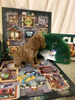 Mrs Peacock, a female Miniature Goldendoodle for sale in Burley, ID – Photo 5 of 5