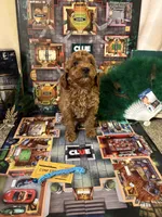 Mrs Peacock, a female Miniature Goldendoodle for sale in Burley, ID – Photo 3 of 5