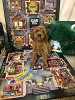 Mrs Peacock, a female Miniature Goldendoodle for sale in Burley, ID – Photo 4 of 5