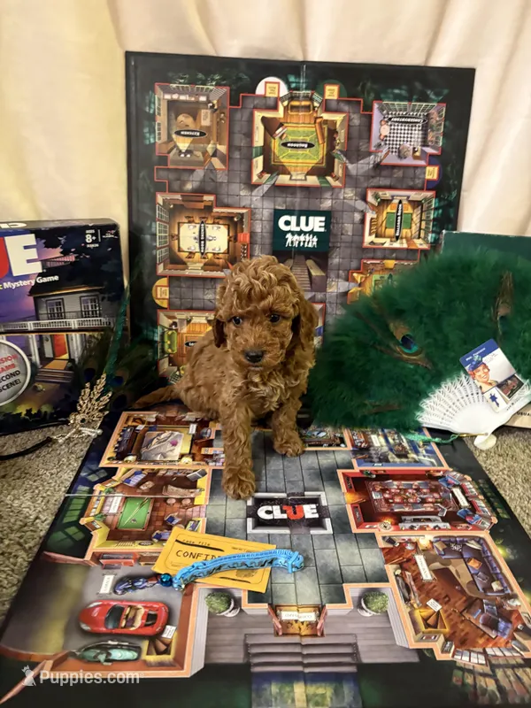 Mrs Peacock – Miniature Goldendoodle puppy for sale in Burley, ID