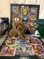 Mrs Peacock, a female Miniature Goldendoodle for sale in Burley, ID – Photo 2 of 5