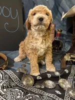 Butch Cassidy, a male Goldendoodle for sale in Burley, ID – 2 of 3