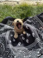 Calamity Jane, a female Goldendoodle for sale in Burley, ID – Photo 6 of 6