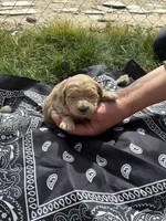 Calamity Jane, a female Goldendoodle for sale in Burley, ID – Photo 4 of 6