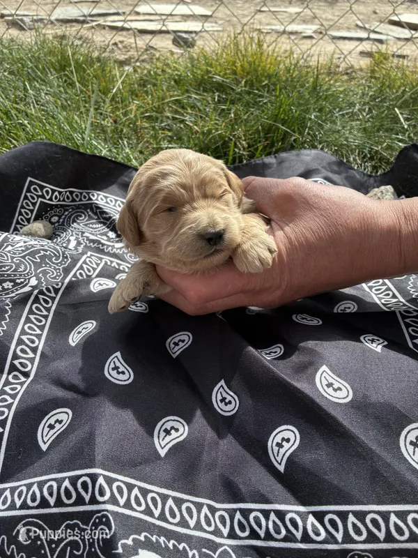 Calamity Jane – Goldendoodle puppy for sale in Burley, ID