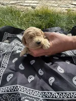 Calamity Jane, a female Goldendoodle for sale in Burley, ID – Photo 1 of 6