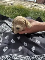 Calamity Jane, a female Goldendoodle for sale in Burley, ID – Photo 2 of 6